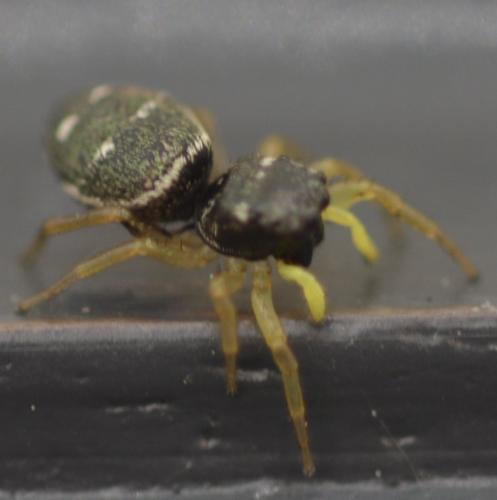 Heliophanus cupreus
